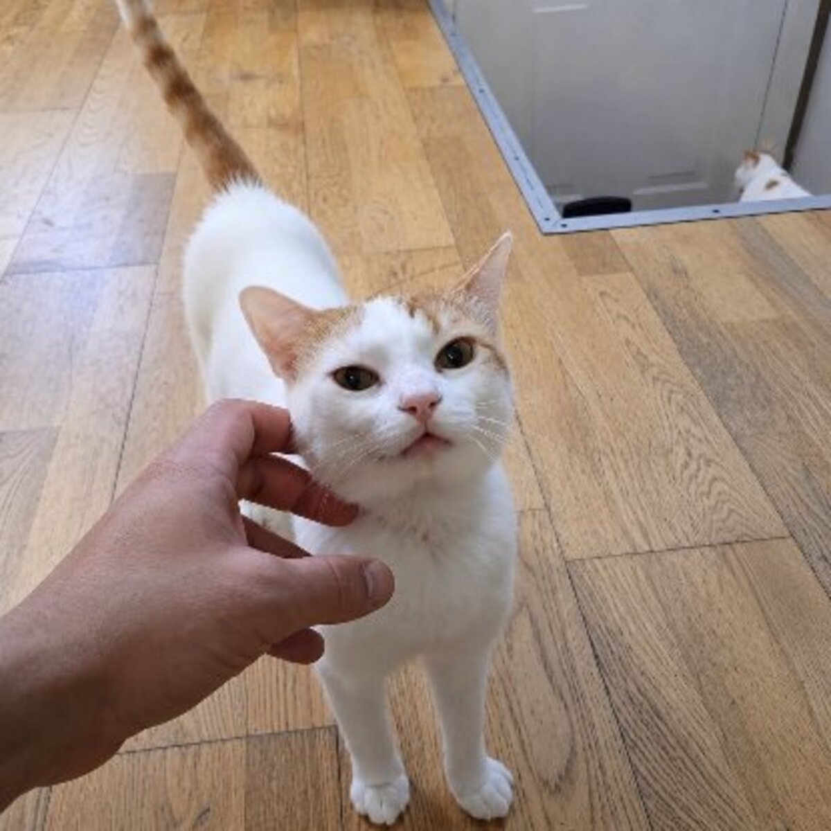 Adoption Jeff