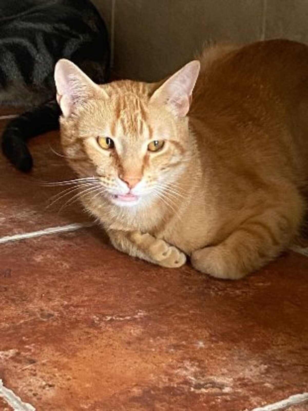 Adoption Jerry
