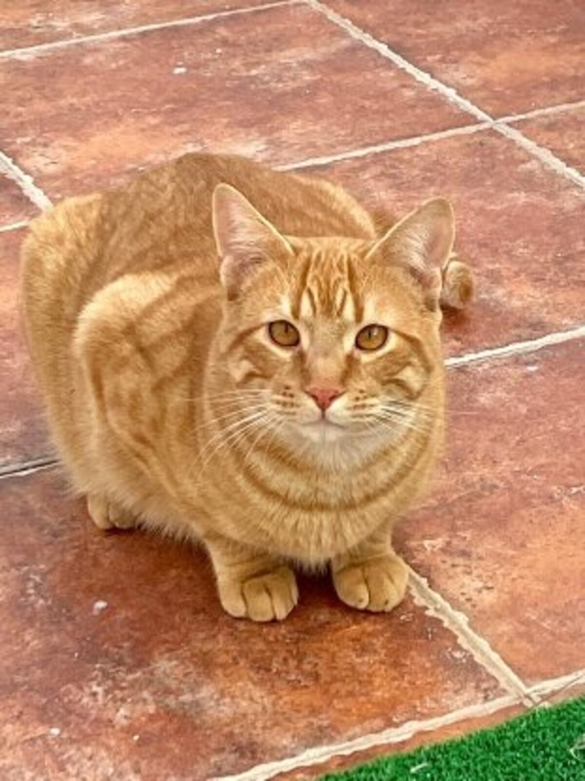 Adoption Jerry