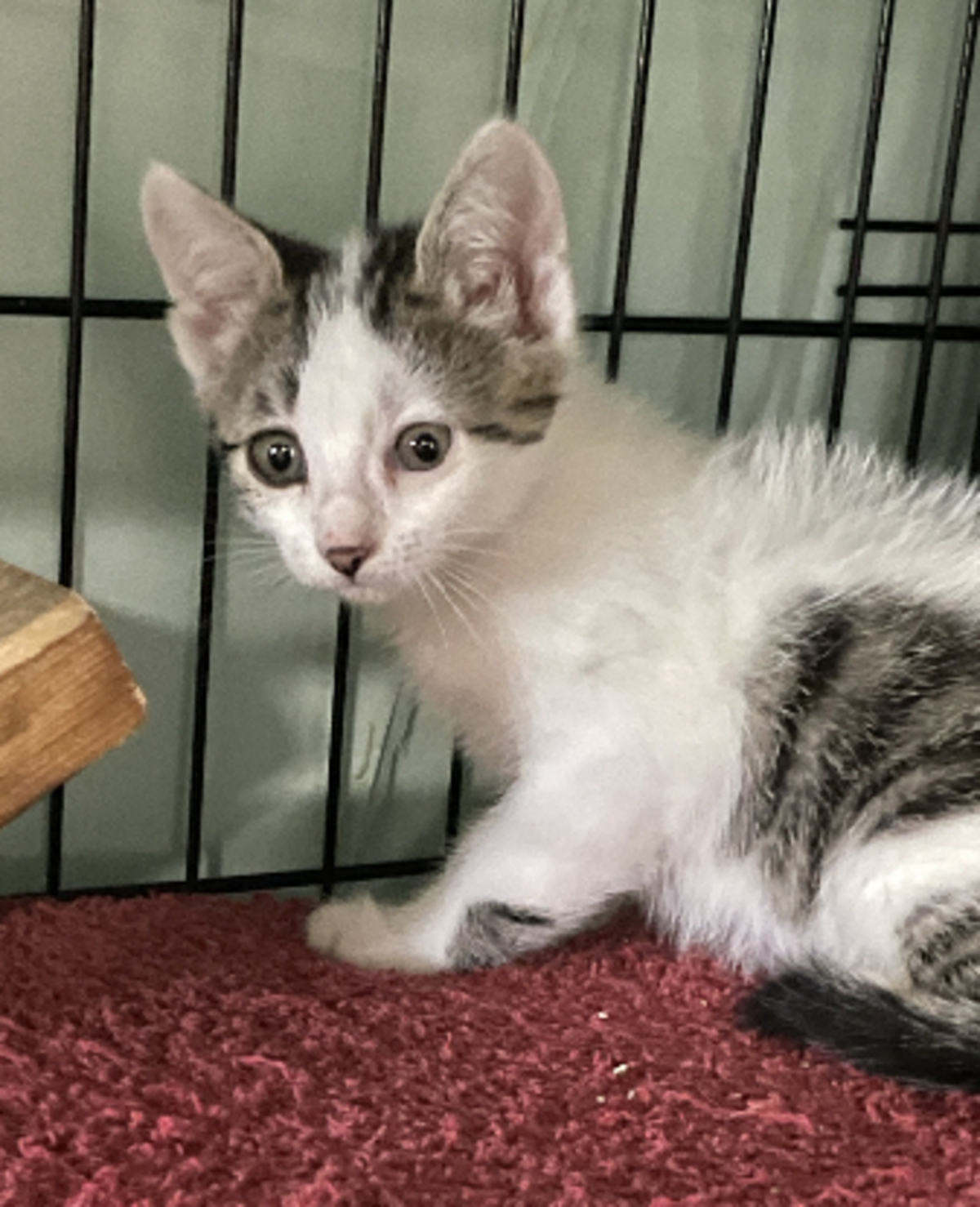 Adoption Jill