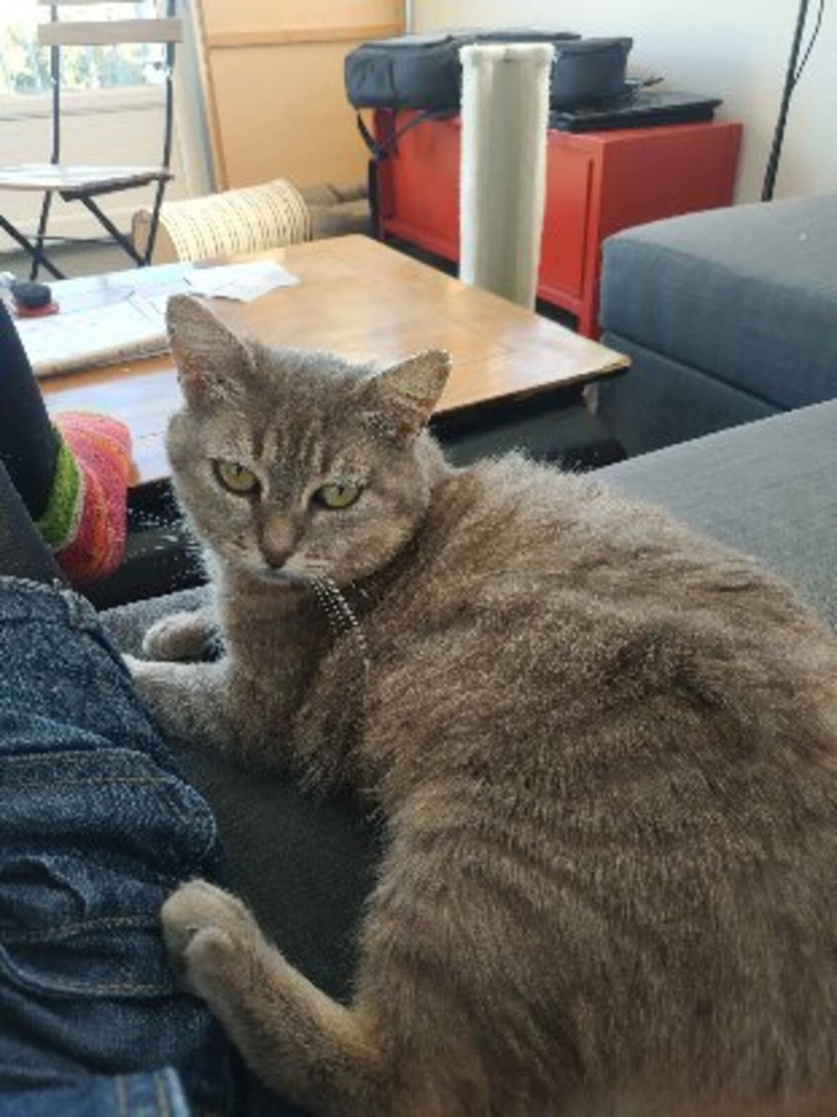 Adoption Jinx