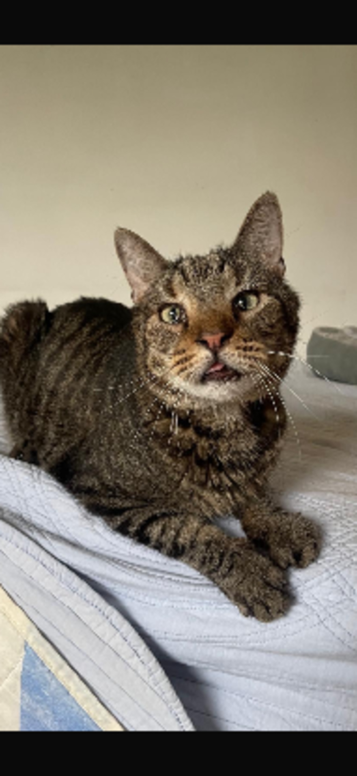 Adoption Joyeux