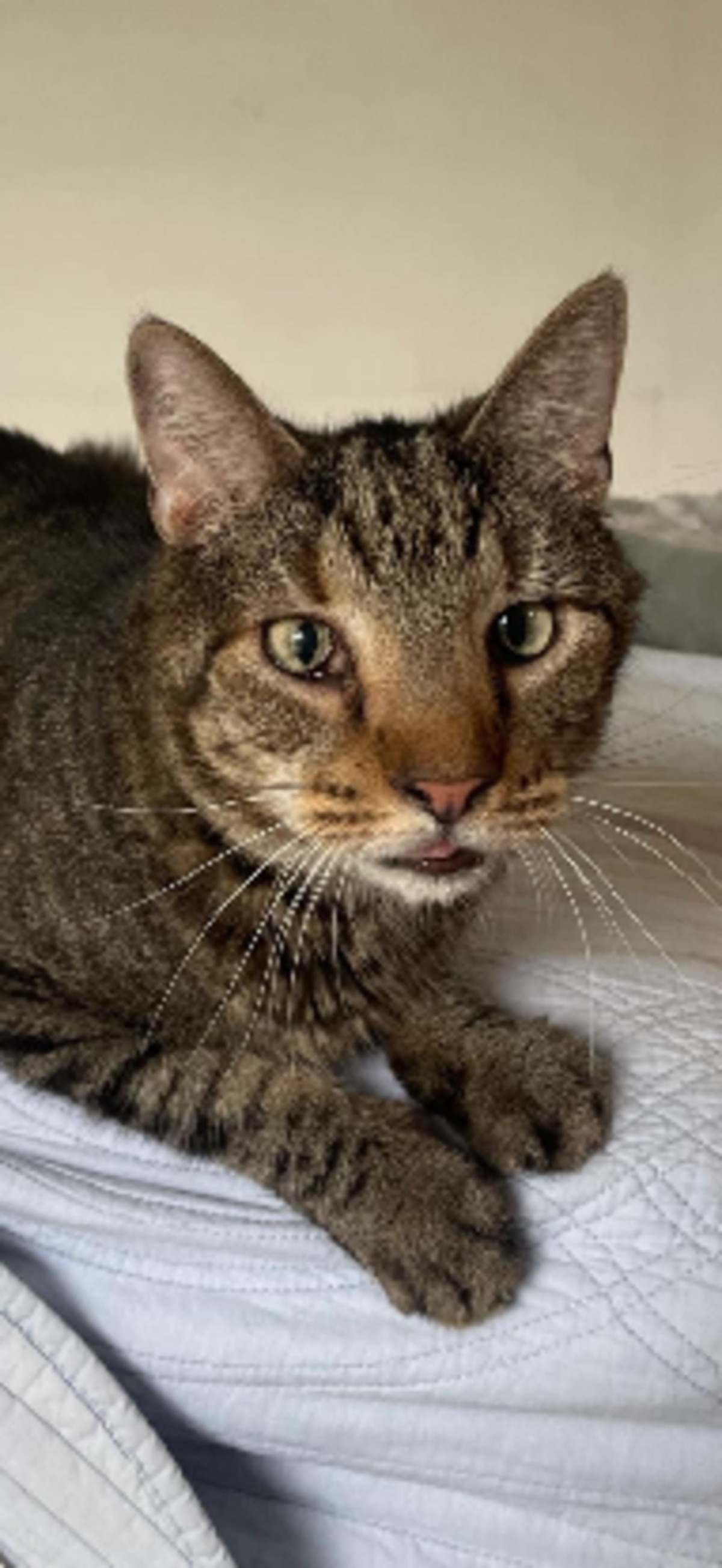 Adoption Joyeux