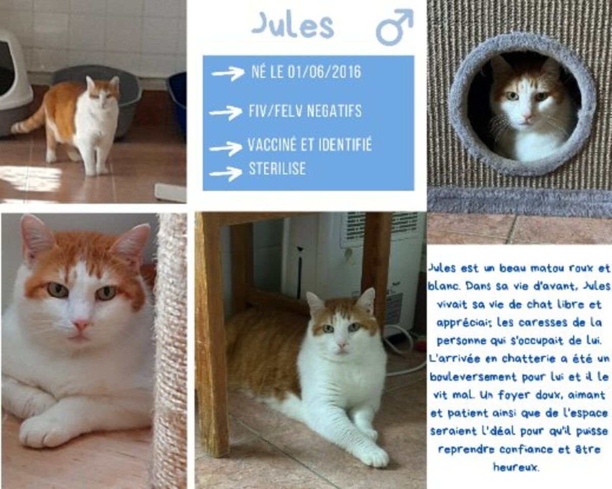 Adoption Jules