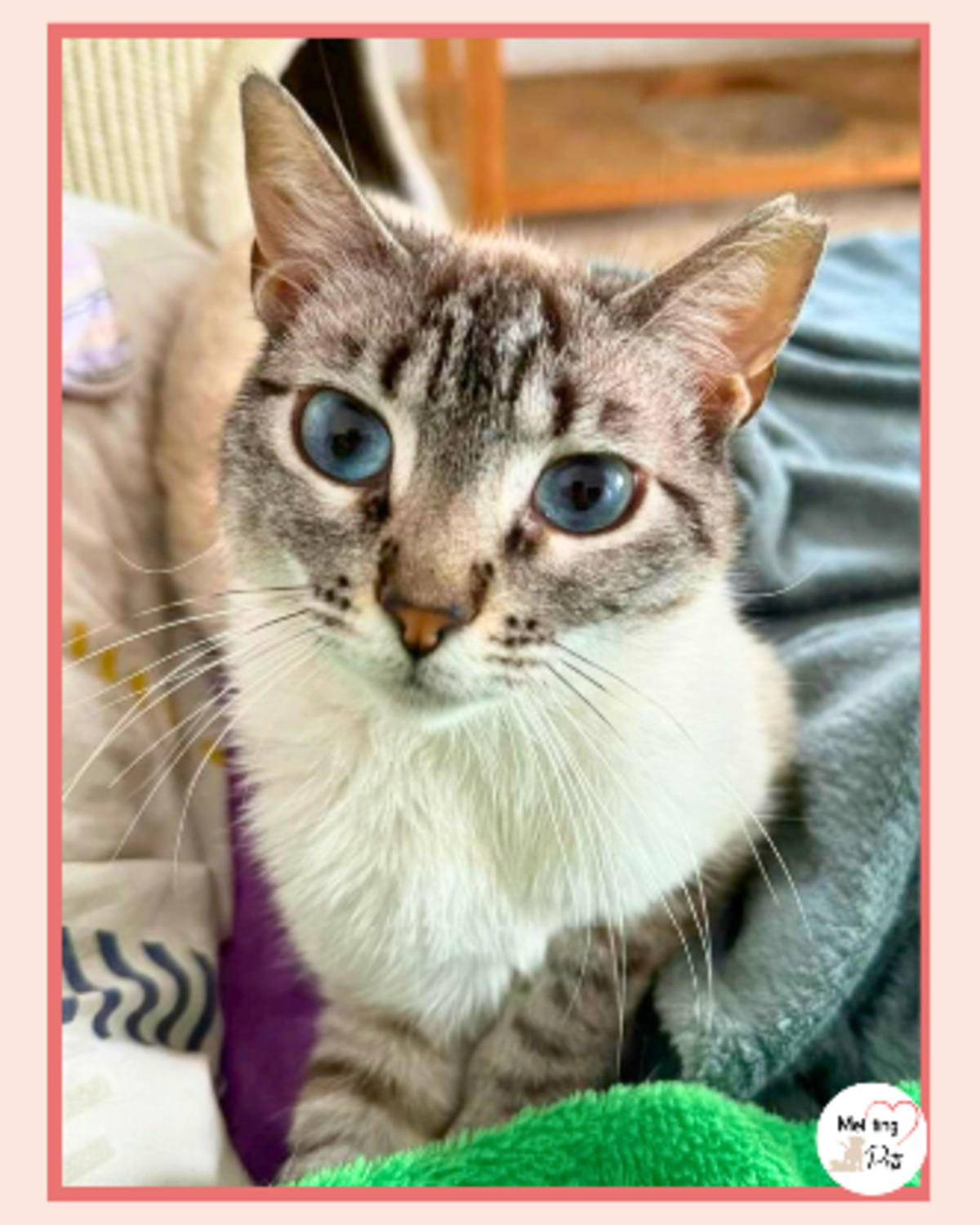 Adoption Julieta