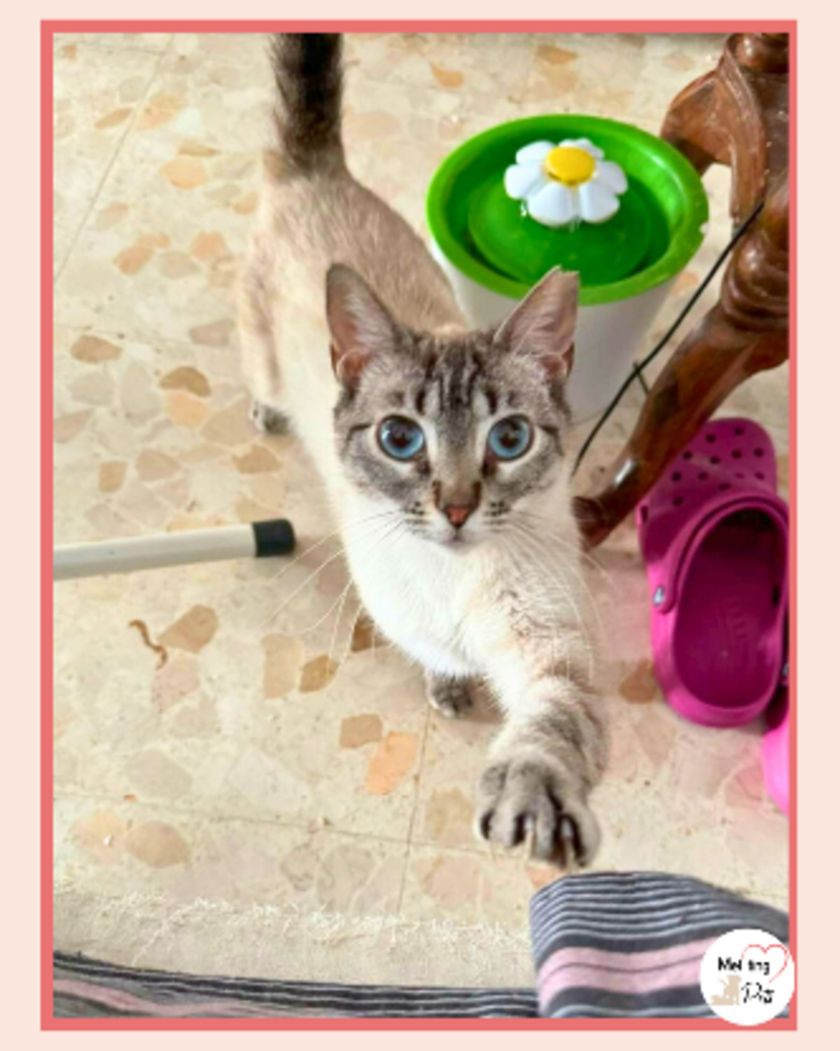 Adoption Julieta