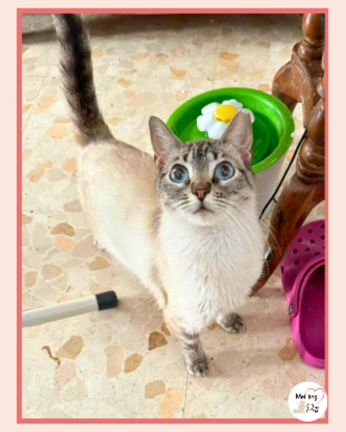 Adoption Julieta