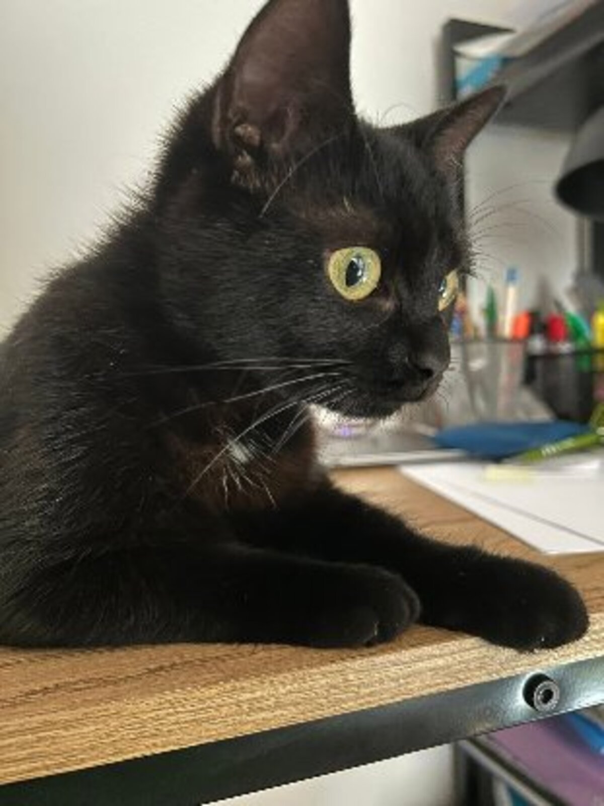 Adoption K