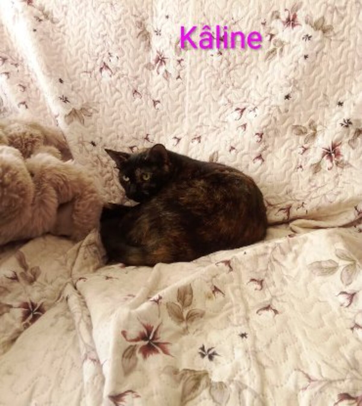 Adoption Kaline / pirate