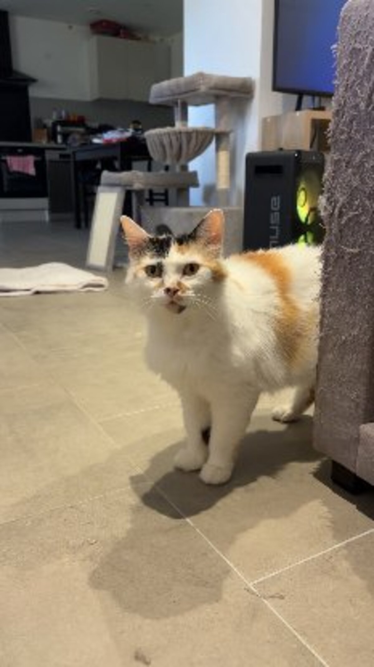 Adoption Kalissy