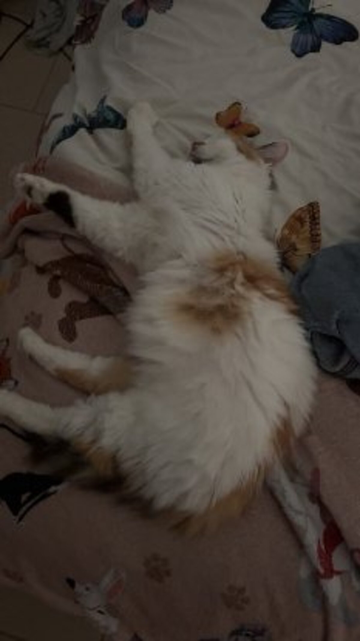 Adoption Kalissy
