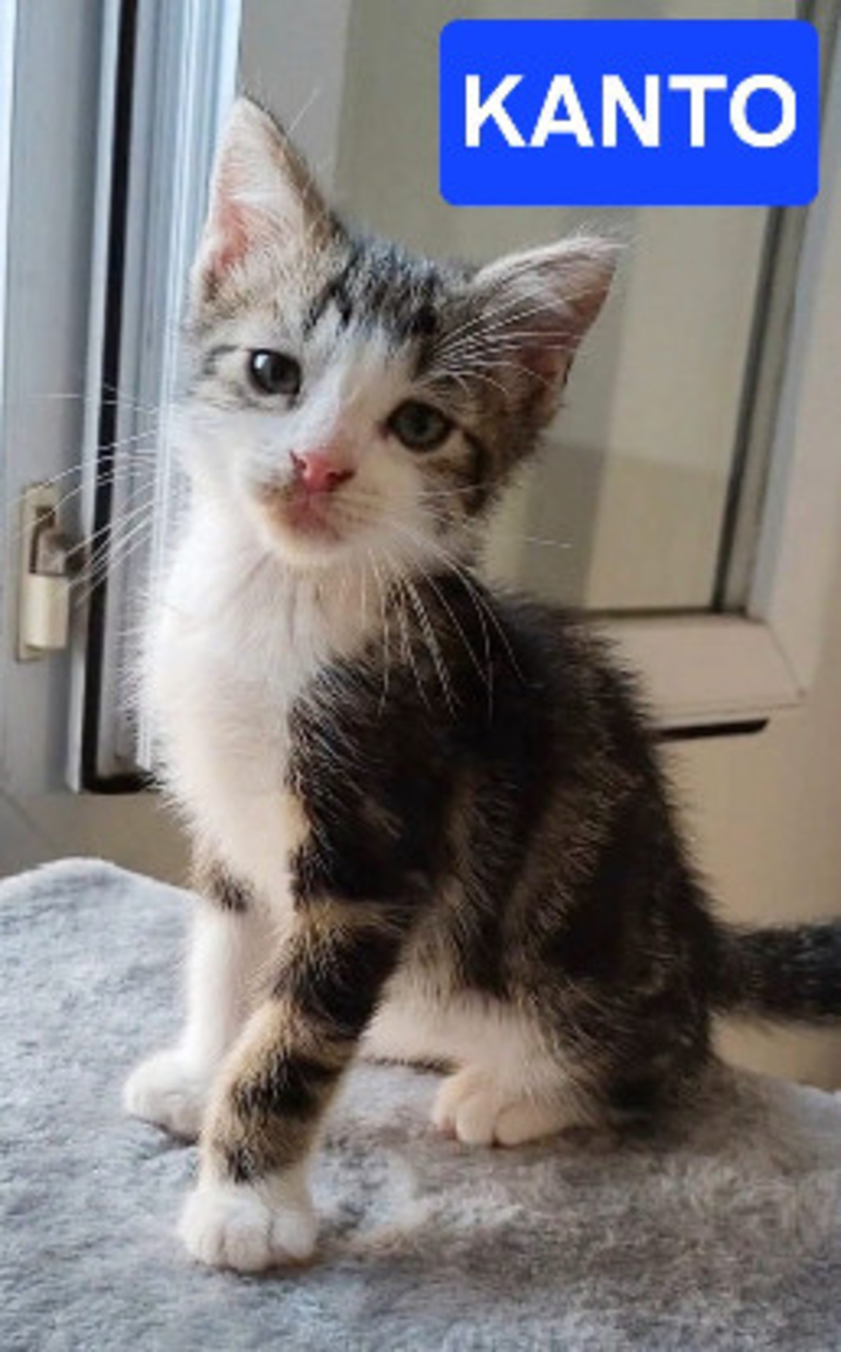 Adoption Kanto petit de iska