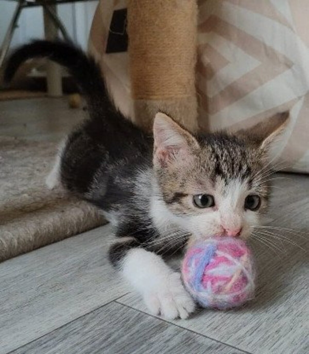Adoption Kanto petit de iska