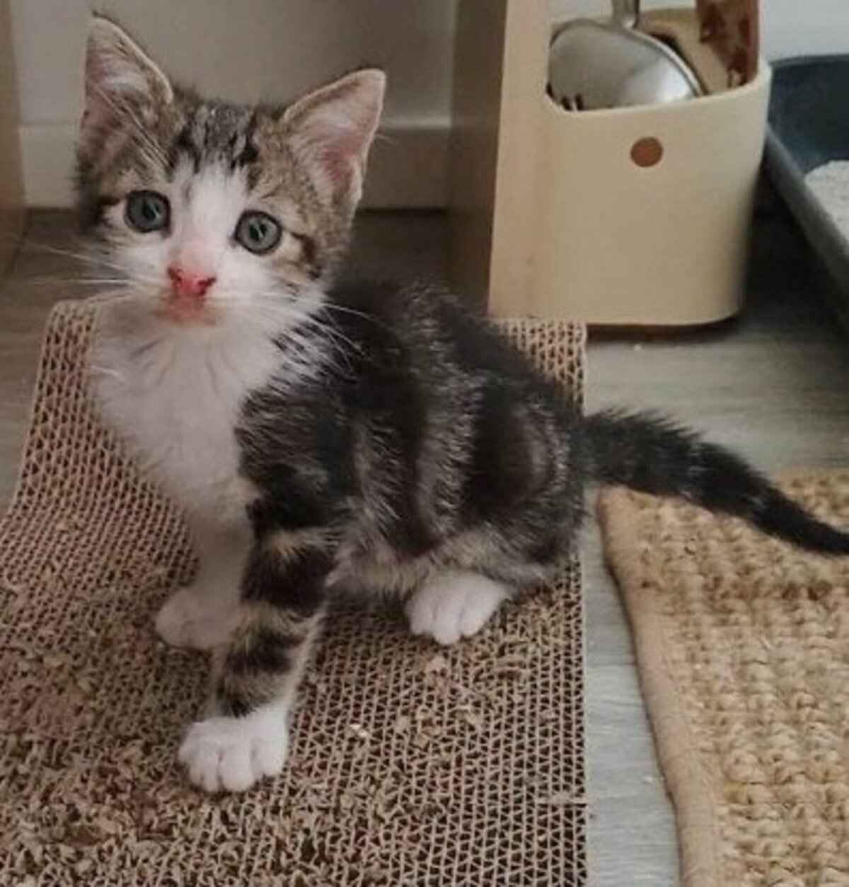 Adoption Kanto petit de iska
