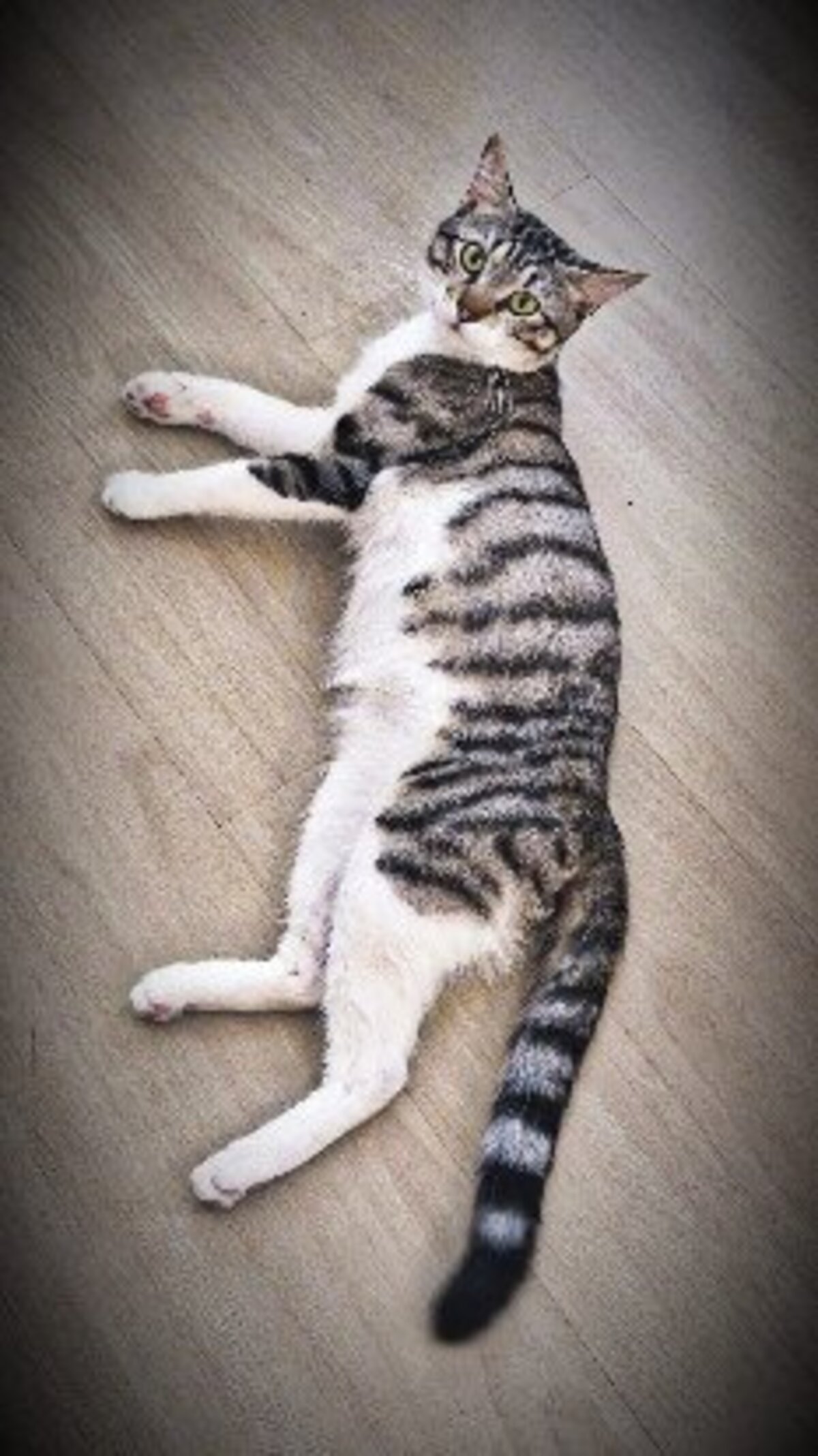 Adoption Kento