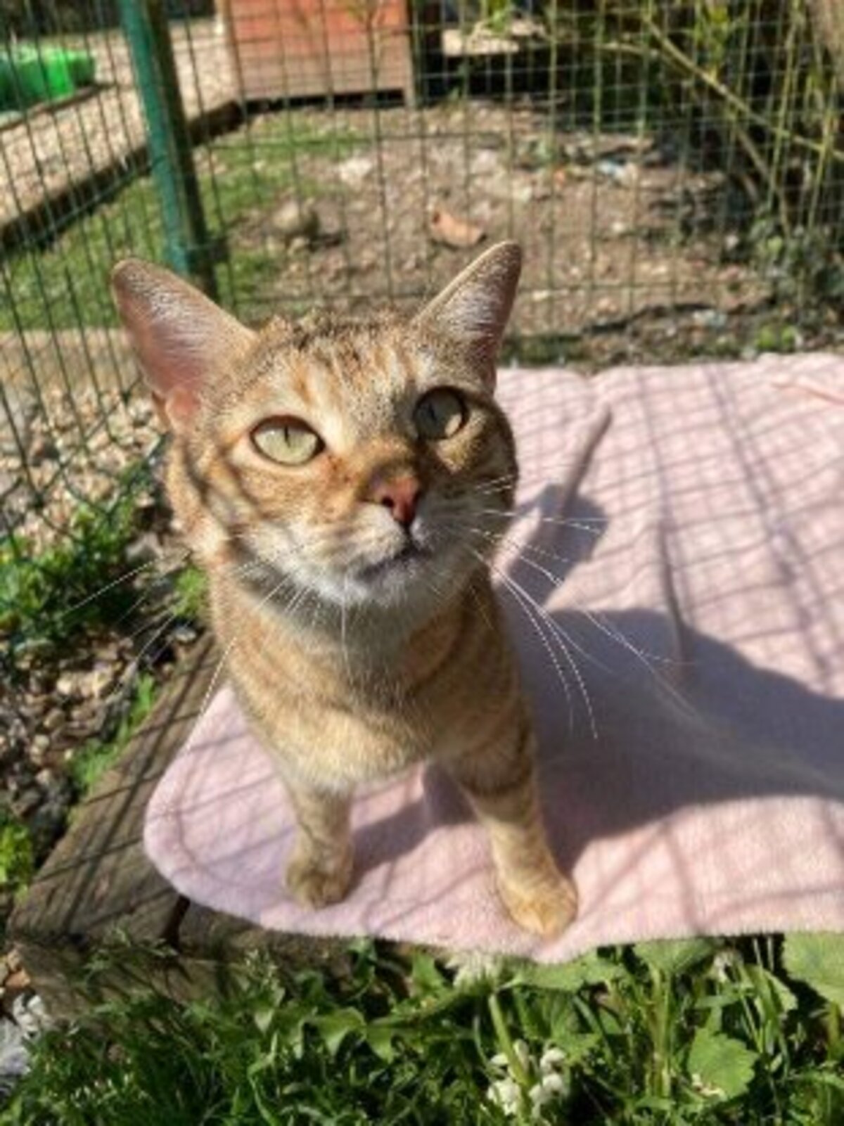 Adoption Khaleesi