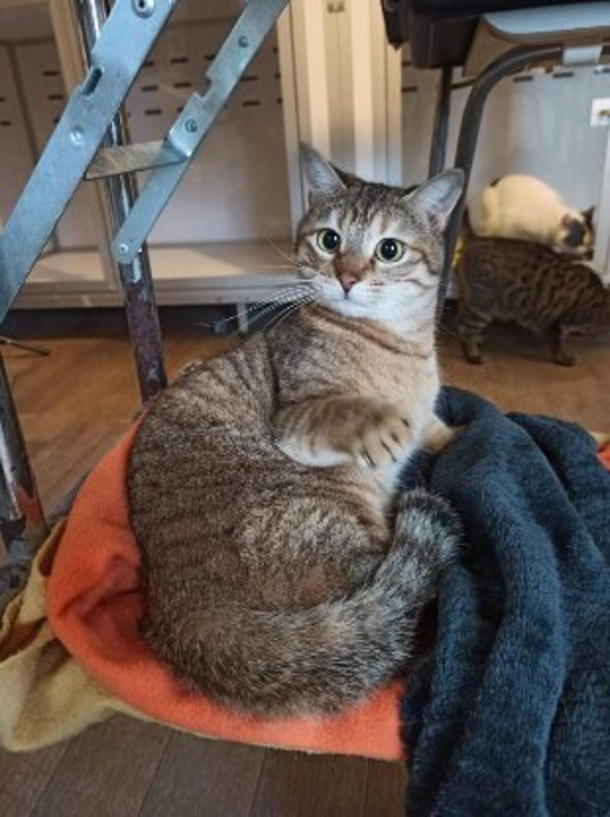 Adoption Khaleesi