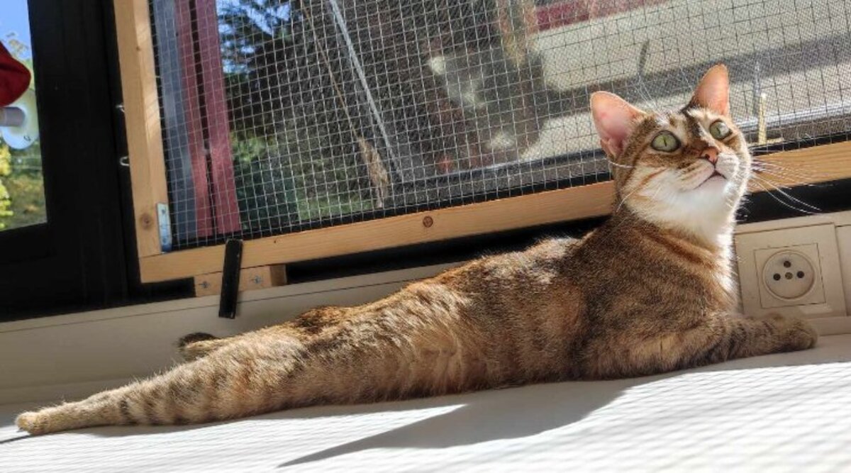 Adoption Khaleesi