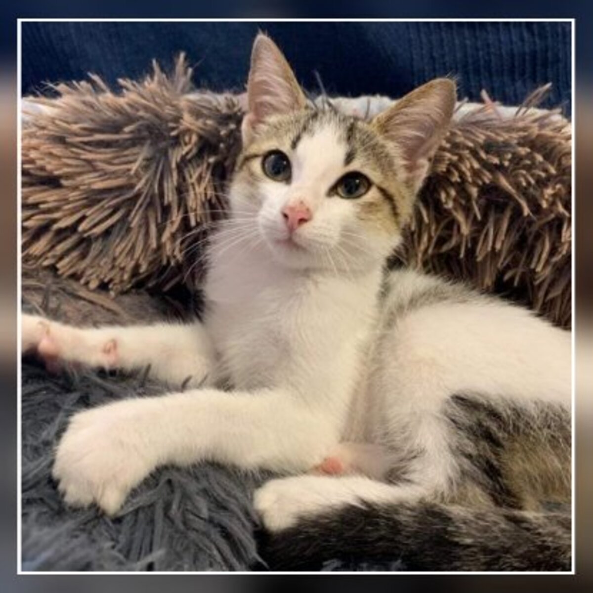 Adoption Kiara