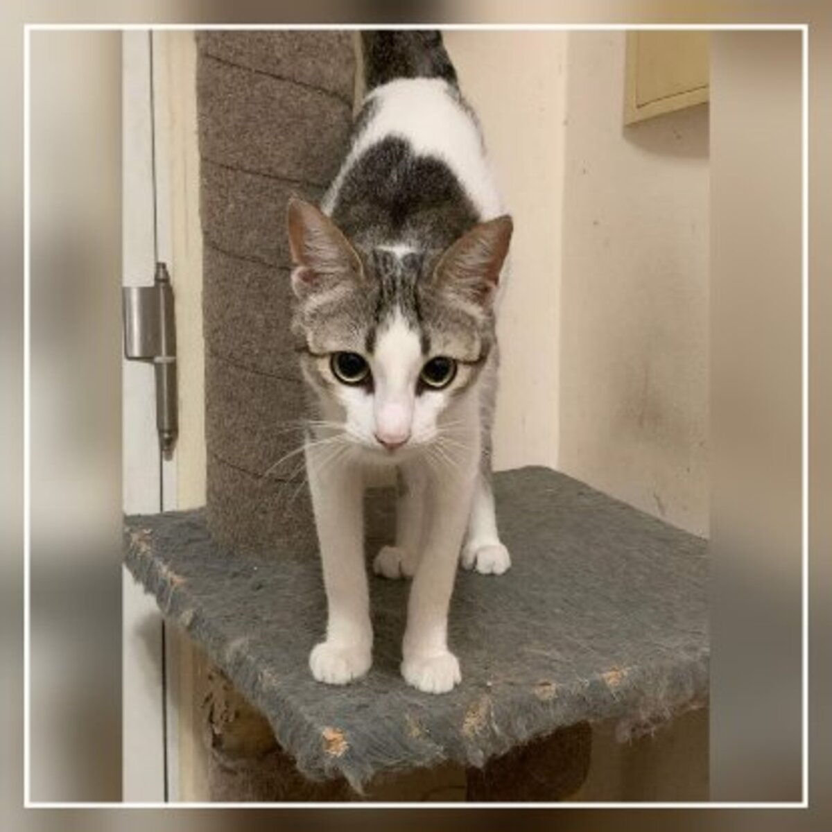 Adoption Kiara