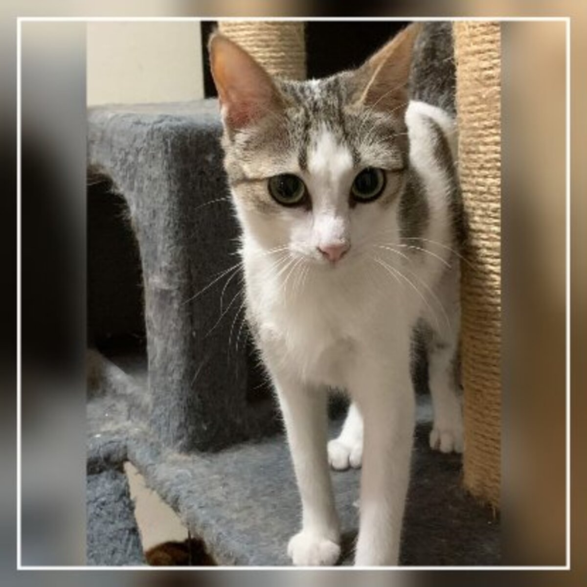 Adoption Kiara