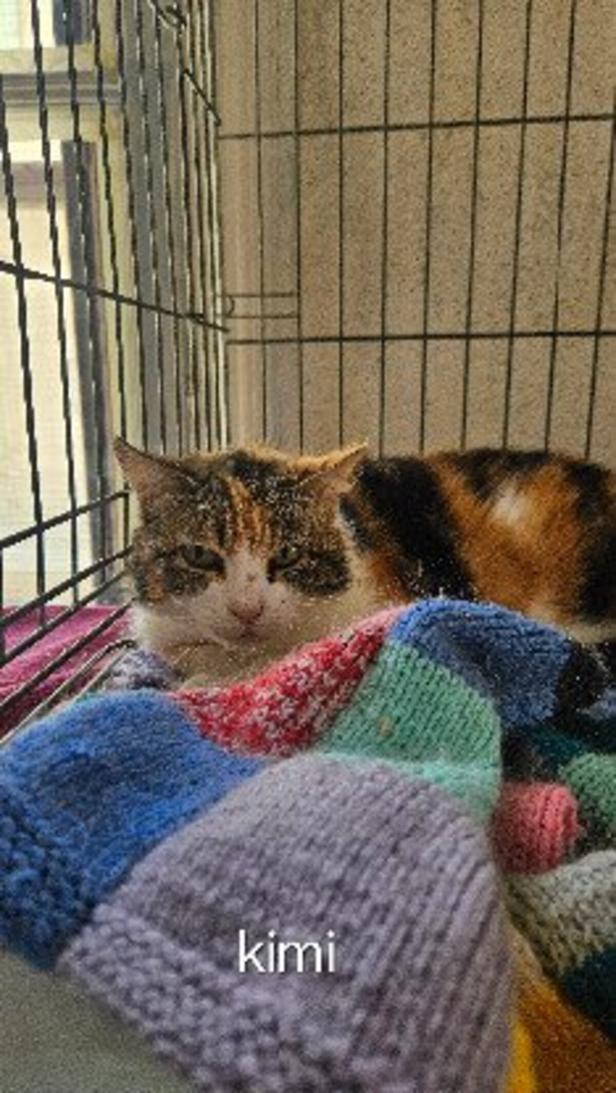 Adoption Kimi