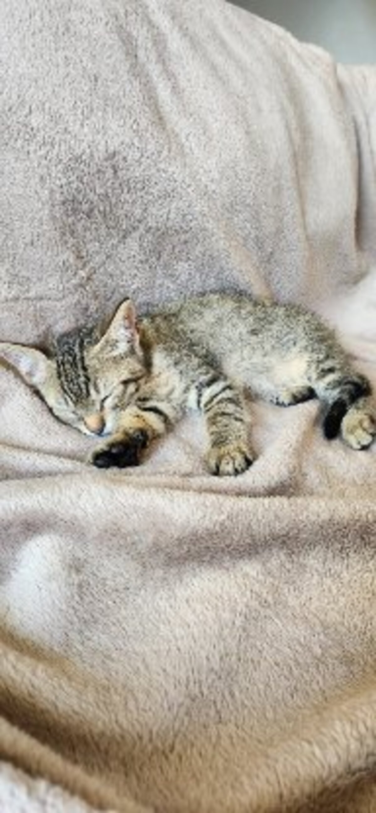 Adoption Kimi