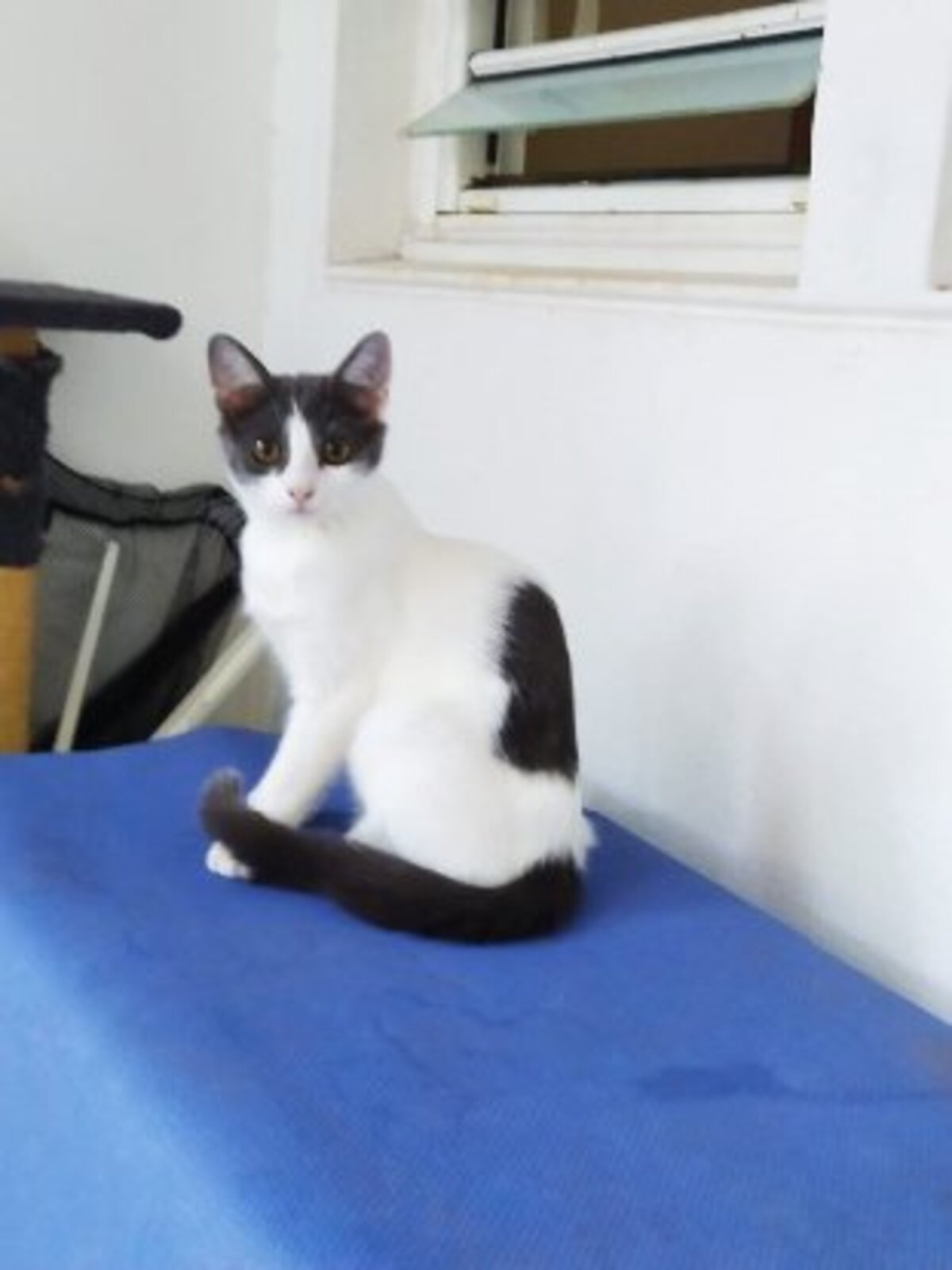 Adoption Kira