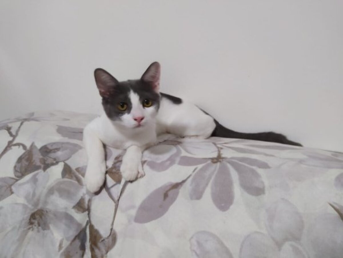 Adoption Kira