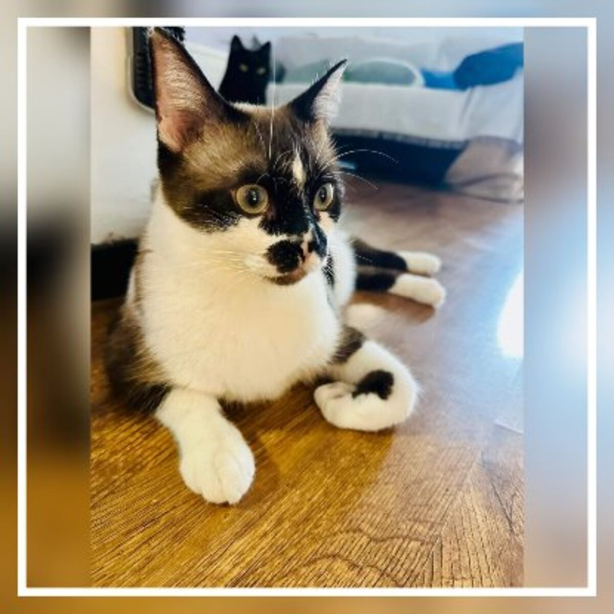 Adoption Kira & casper