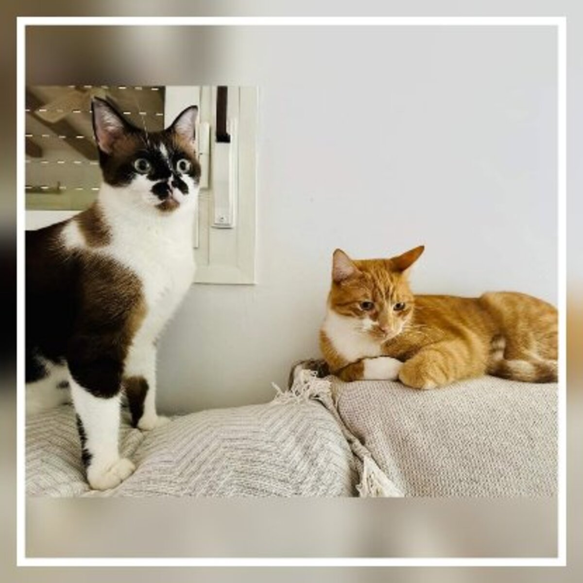 Adoption Kira & casper