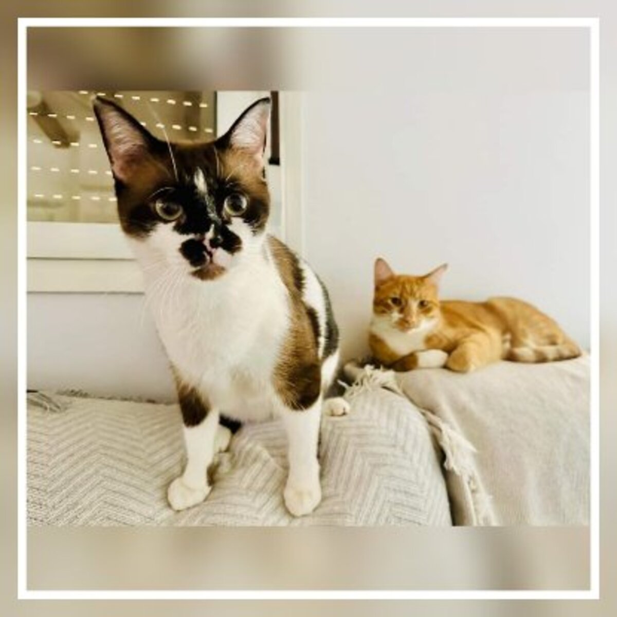 Adoption Kira & casper