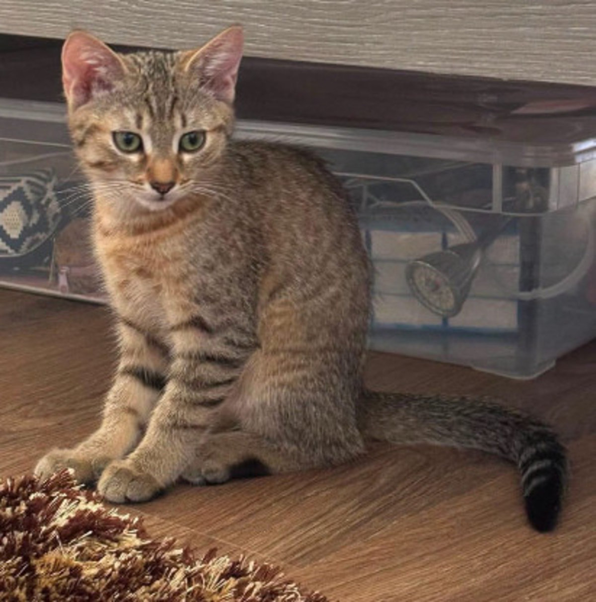 Adoption Kirara adoptable en duo ou seul si déj