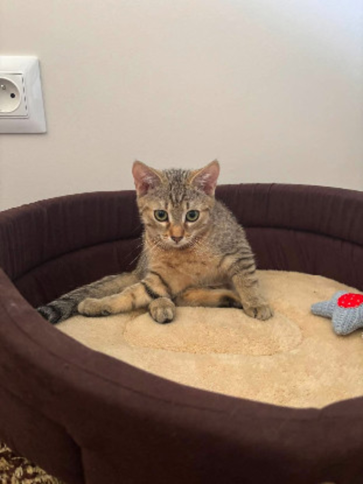 Adoption Kirara adoptable en duo ou seul si déj