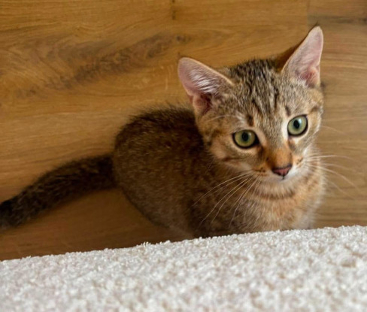 Adoption Kirara adoptable en duo ou seul si déj