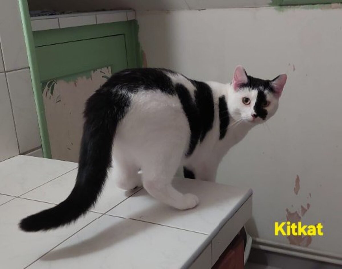 Adoption Kitkat