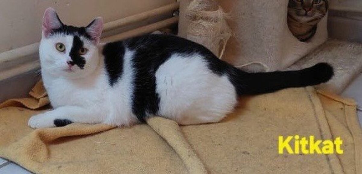 Adoption Kitkat