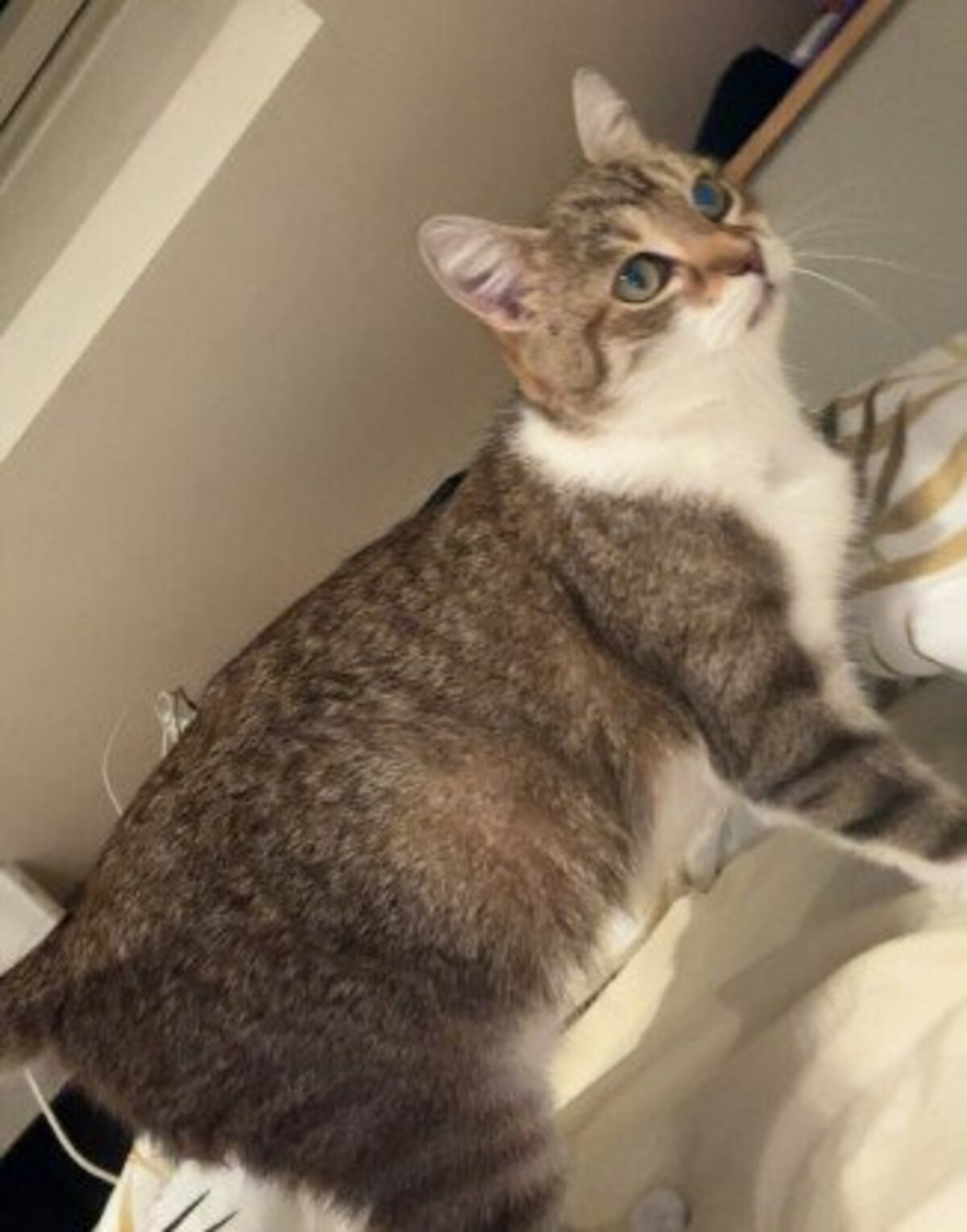 Adoption Kitty