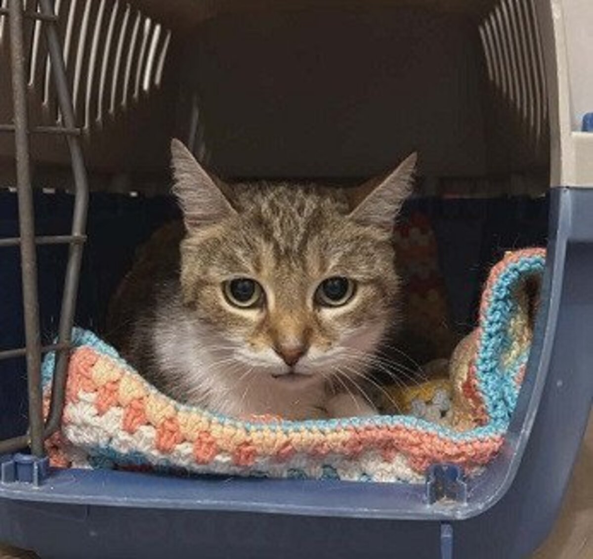 Adoption Kitty