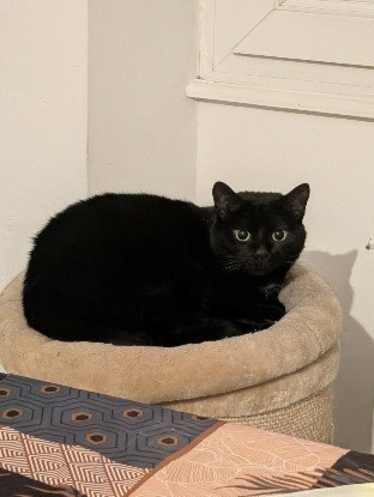 Adoption Kiyomi