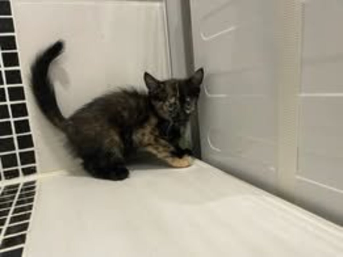 Adoption Koquet
