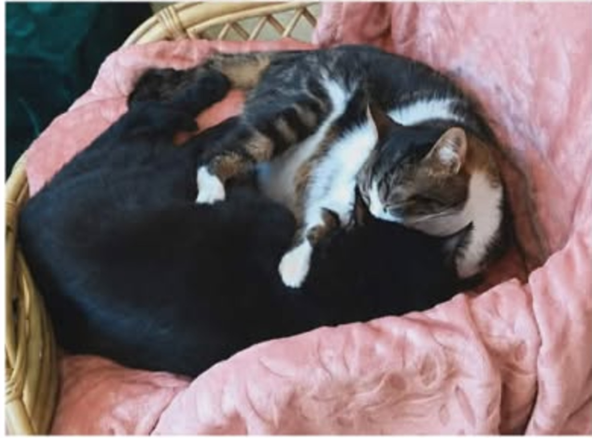 Adoption Kratos et tselanos