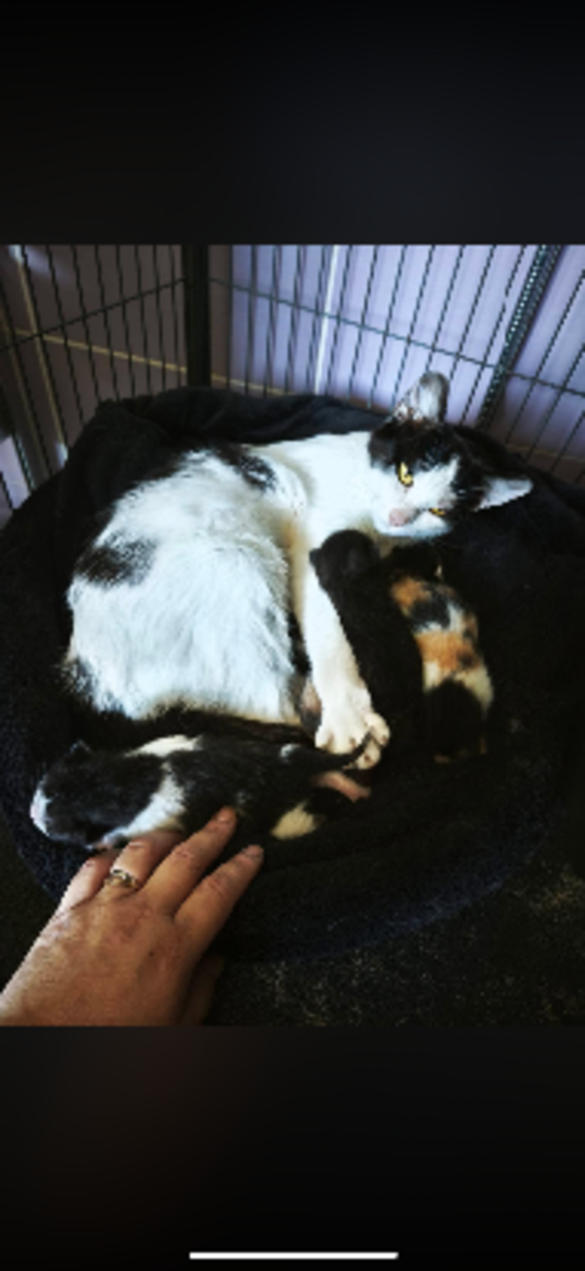 Adoption Kumai