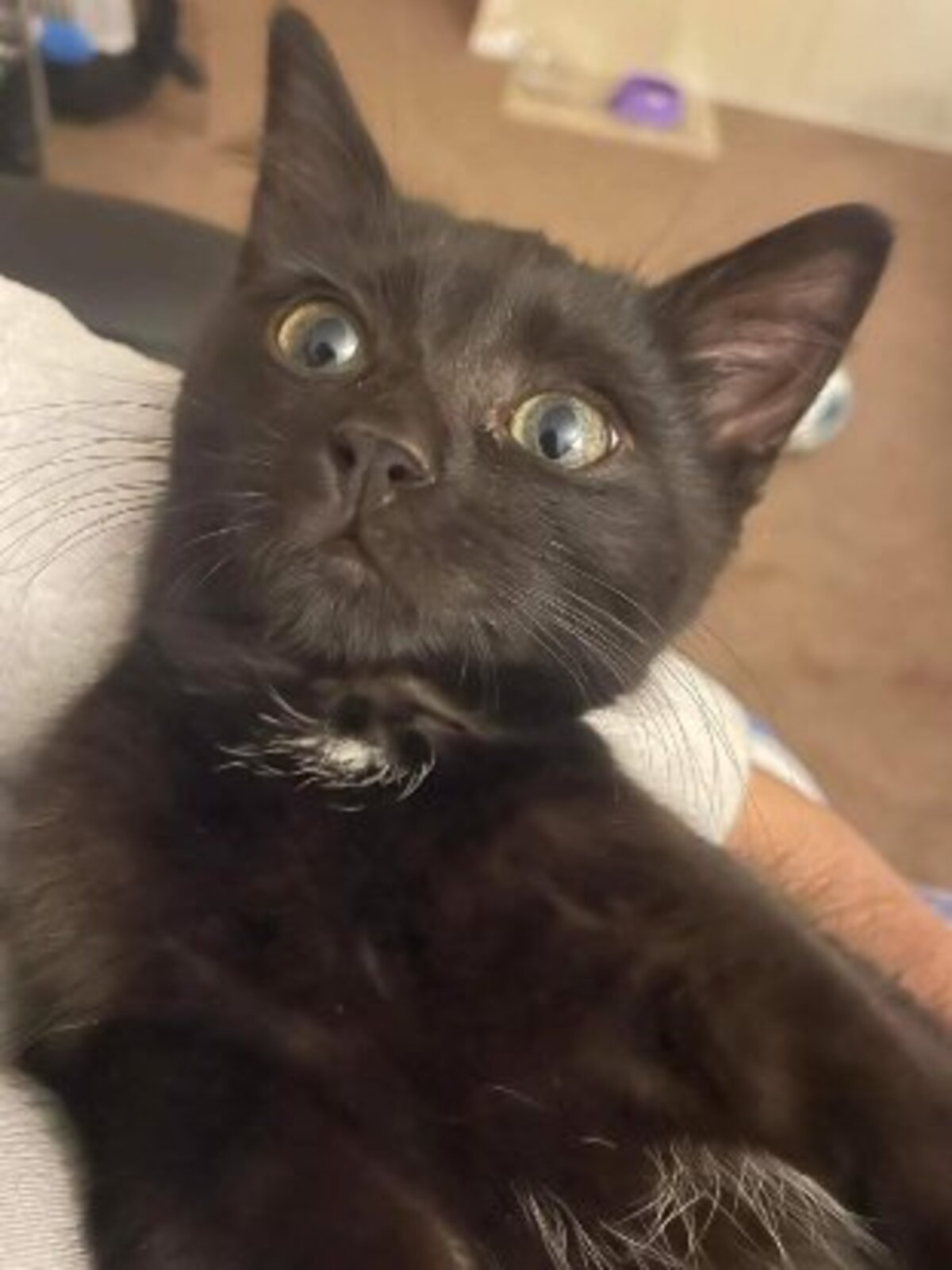 Adoption Kuro