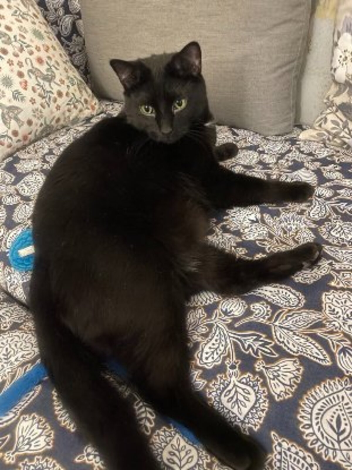 Adoption Kuro