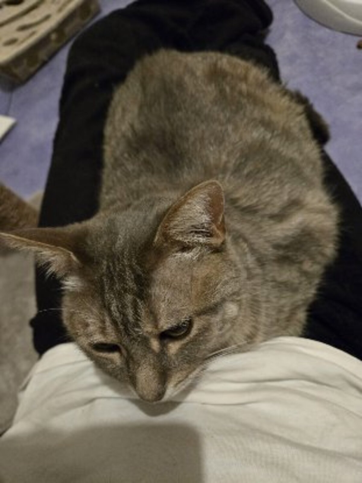 Adoption Kutia