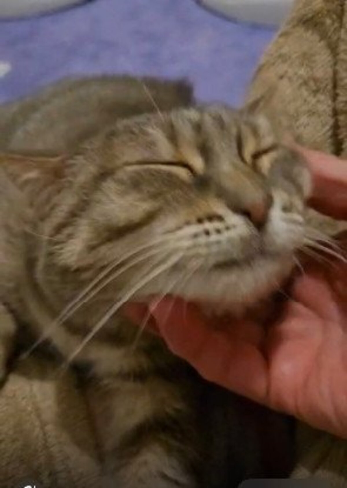 Adoption Kutia