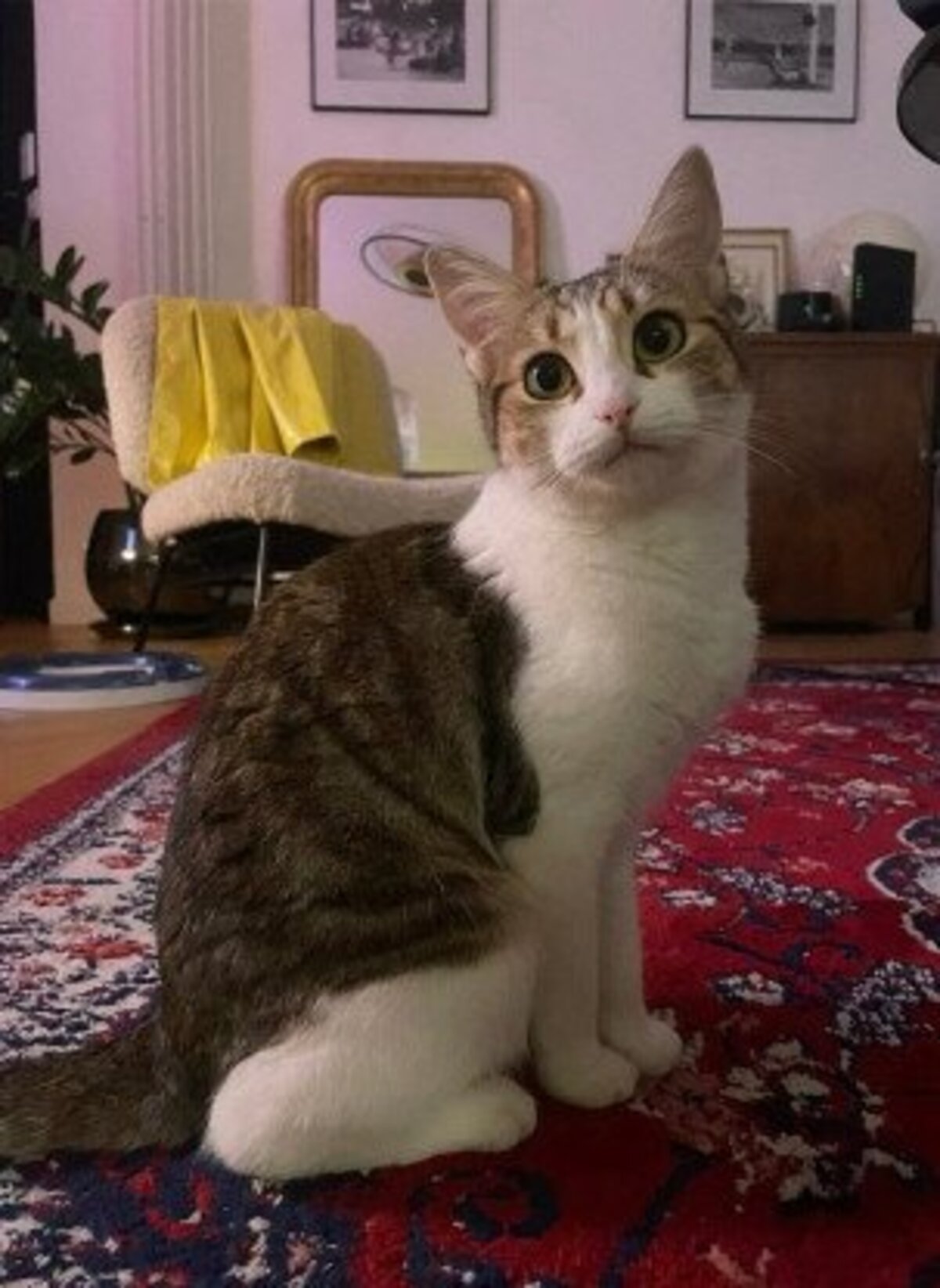 Adoption Laya