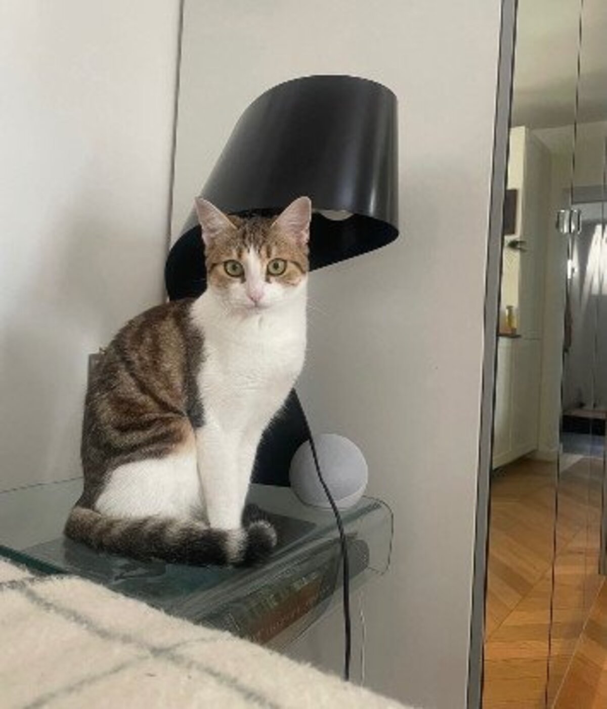 Adoption Laya