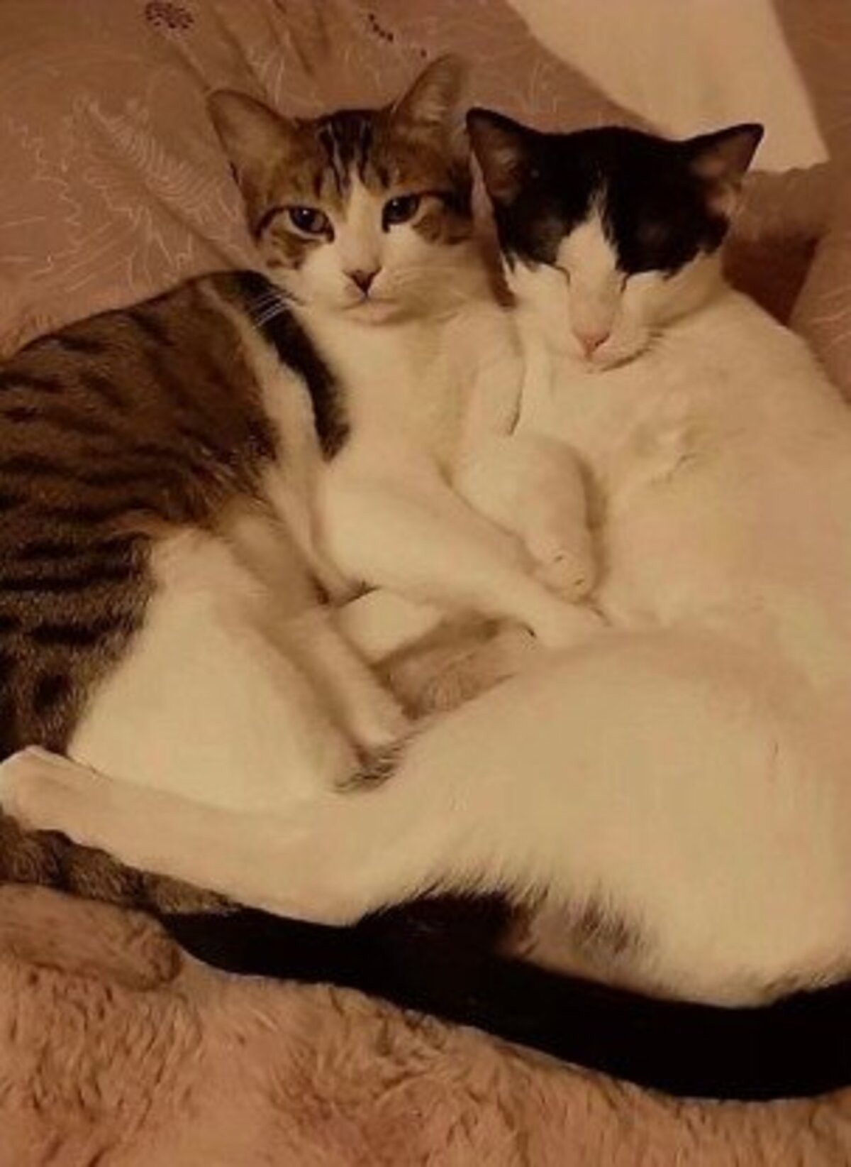 Adoption Leo et lea